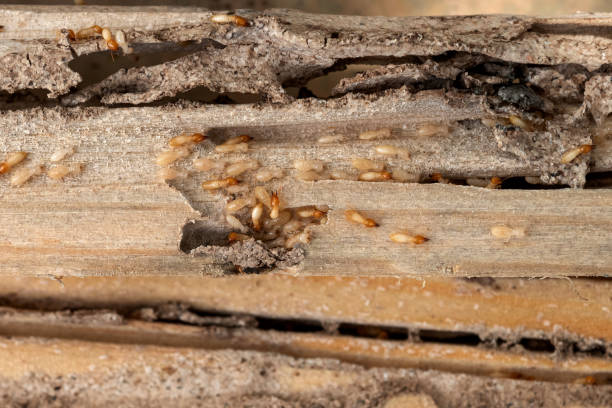 Best Best Pest Control Companies  in Worthington, OH